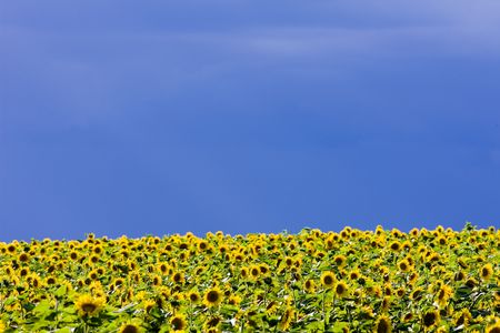 sunflower fieldの写真素材