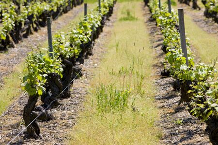 vineyard, Loire Valley, Franceの写真素材