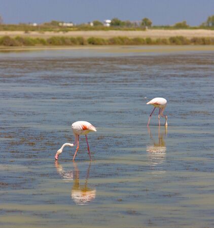 flamingos, Parc Regional de Camargue, Provence, Franceの写真素材