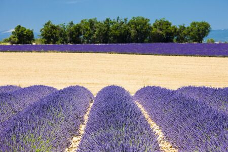 lavender field, Plateau de Valensole, Provence, Franceの写真素材