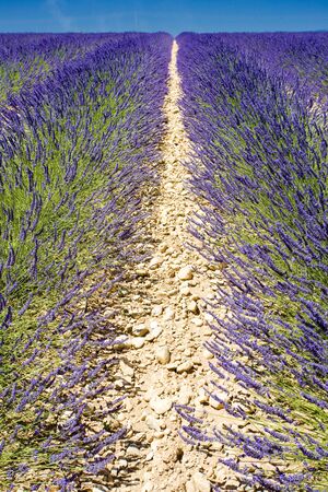 lavender field, Plateau de Valensole, Provence, Franceの写真素材
