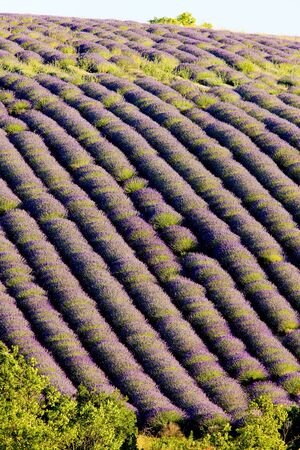 lavender field, Plateau de Valensole, Provence, Franceの写真素材