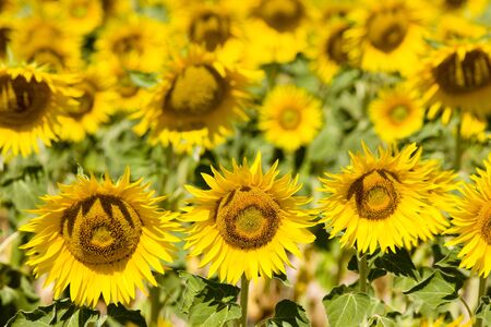 sunflower field, Provence, Franceの写真素材