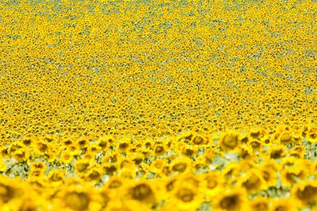 sunflower field, Provence, Franceの写真素材