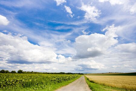 sunflower fieldの写真素材