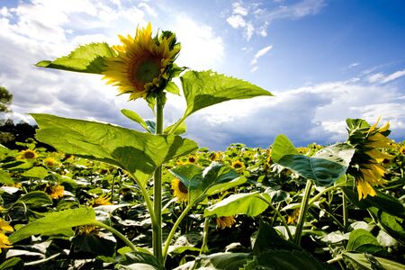 sunflower fieldの写真素材