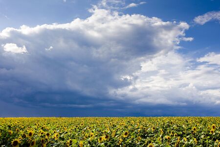 sunflower fieldの写真素材