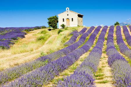 chapel with lavender field, Plateau de Valensole, Provence, Franceの写真素材