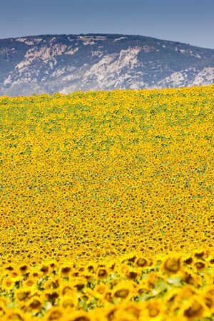 sunflower field, Provence, Franceの写真素材