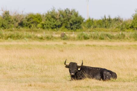 bull, Parc Regional de Camargue, Provence, Franceの写真素材