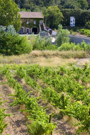 vineyard at Portel-des-Corbiere, Languedoc-Roussillon, Franceの写真素材
