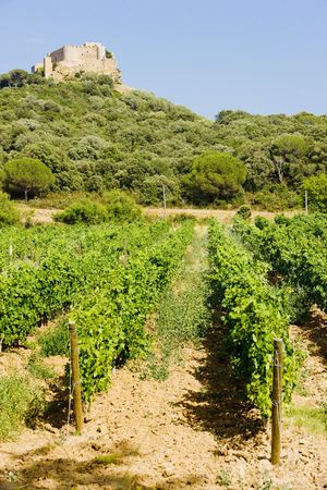 Chateau-Saint-Martin with vineyard, Languedoc-Roussillon, Franceの写真素材