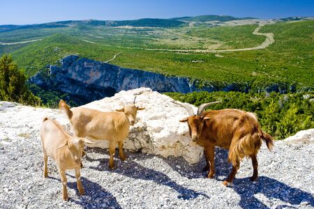 Verdon Gorge, Provence, Franceの写真素材