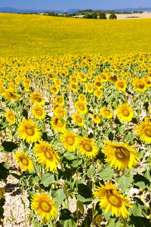 sunflower field, Provence, Franceの写真素材