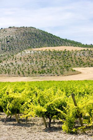 vineyard near Villabanez, Valladolid Province, Castile and Leon, Spainの写真素材