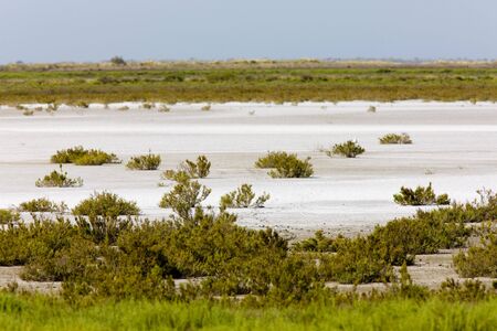 Parc Regional de Camargue, Provence, Franceの写真素材