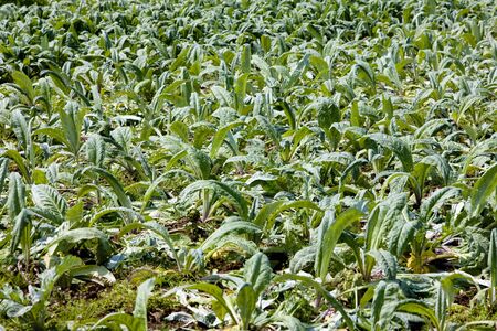 field of artichokes, Brittany, Franceの写真素材