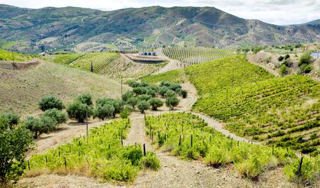 vineyars in Douro Valley, Portugalの写真素材