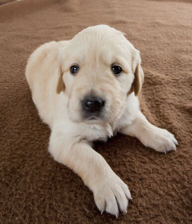 puppy of golden retrieverの写真素材
