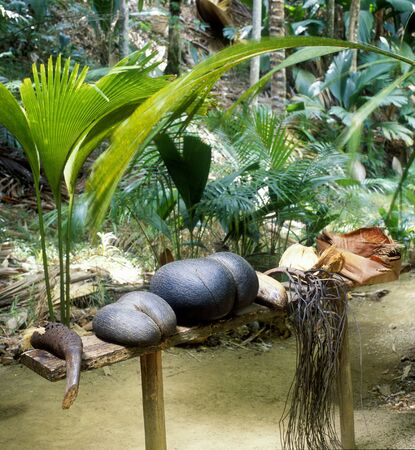 coco-de-mer, Vallée de Mai, Praslin, Seychellesの写真素材