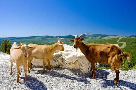 goats at Verdon Gorge, Provence, Franceの写真素材