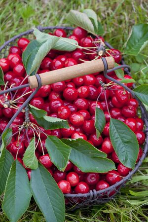 cherries in basketの写真素材
