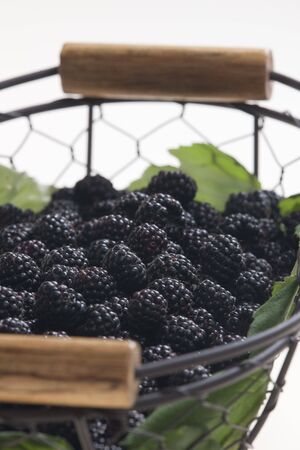 blackberries in basketの写真素材