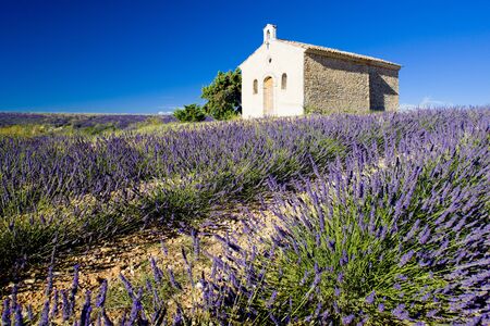 chapel with lavender field, Plateau de Valensole, Provence, Franceの写真素材