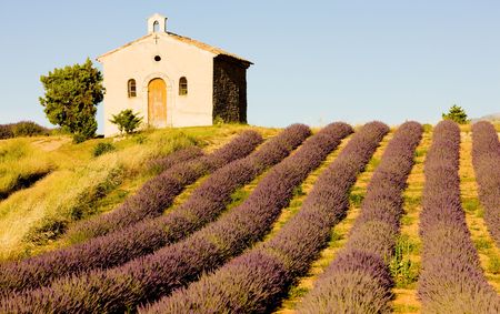chapel with lavender field, Plateau de Valensole, Provence, Franceの写真素材