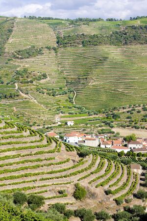 vineyars in Douro Valley, Portugalの写真素材