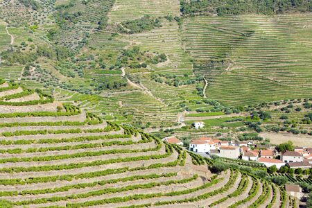 vineyars in Douro Valley, Portugalの写真素材