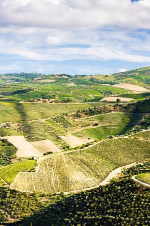 vineyars in Douro Valley, Portugalの写真素材