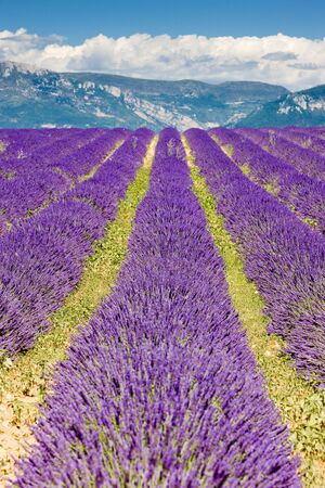 lavender field, Plateau de Valensole, Provence, Franceの写真素材