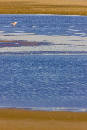 Parc Regional de Camargue, Provence, Franceの写真素材