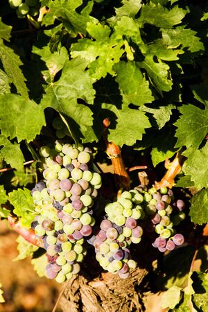 grapevines in vineyard, Languedoc-Roussillon, Franceの写真素材