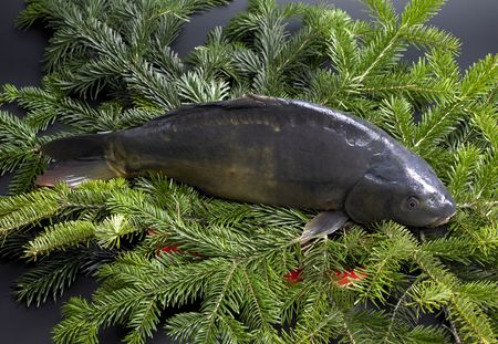 Czech Christmas tradition (Christmas carp)の写真素材
