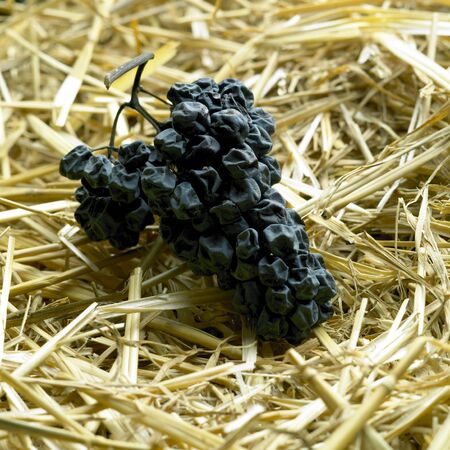 grapes drying for straw wine (neronet)の写真素材