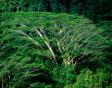 forest, Mahe, Seychellesの写真素材
