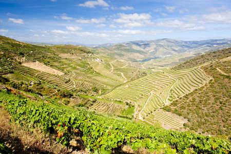 vineyars in Douro Valley, Portugalの写真素材