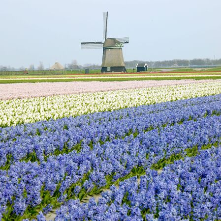 windmill with hyacinth field near Sint-Maartens-vlotbrug, Netherlandsの写真素材