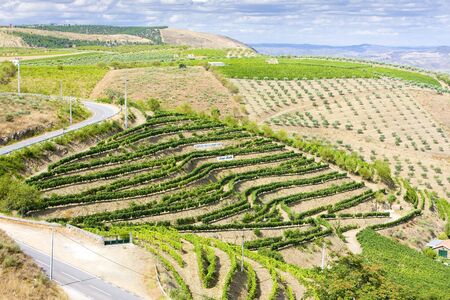 vineyars in Douro Valley, Portugalの写真素材