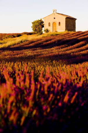 chapel with lavender field, Plateau de Valensole, Provence, Franceの写真素材