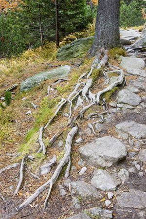 Great Cold Valley, Vysoke Tatry (High Tatras), Slovakiaの写真素材