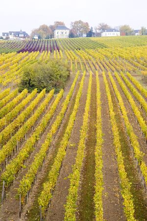 Hochheim, Rheingau, Germanyの写真素材