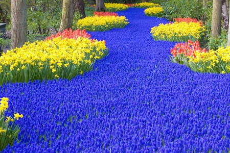 Keukenhof Gardens, Lisse, Netherlandsの写真素材