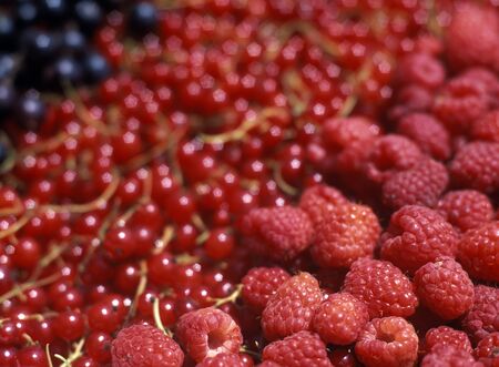 currant and raspberriesの写真素材