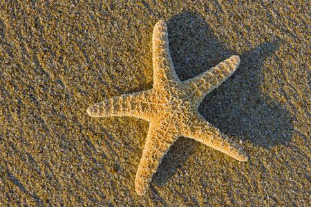starfish in the sandの写真素材