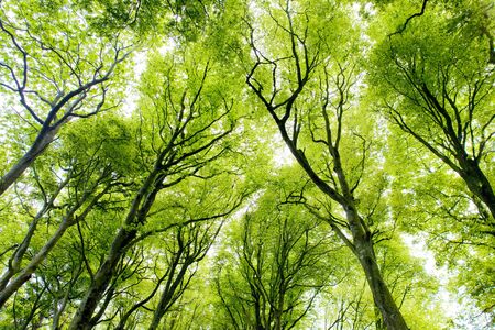 forest, Brittany, Franceの写真素材