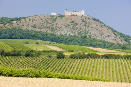 ruins of Devicky castle with vineyards, Czech Republicの写真素材