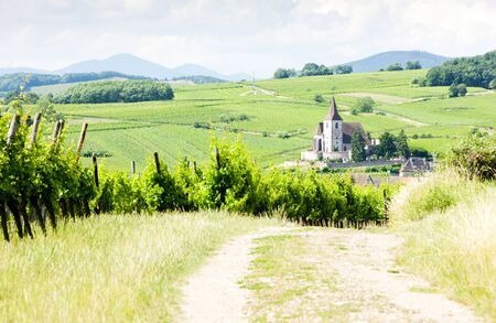 Hunawihr with vineyards, Alsace, Franceの写真素材